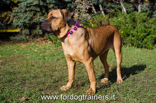 Collare rosa in cuoio con pietre azzurre per Cane Corso